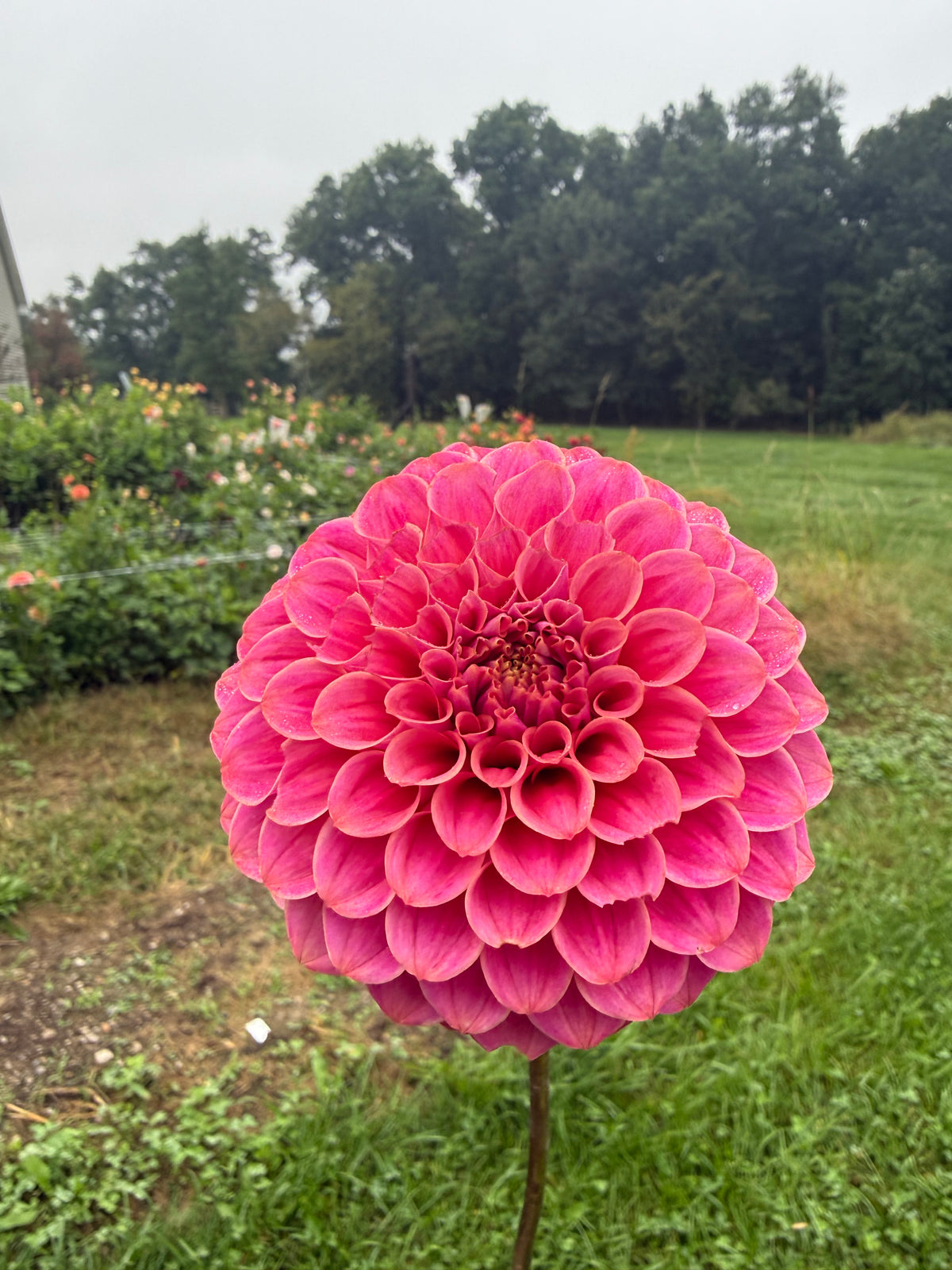 Florelie Omen Dahlia Tuber