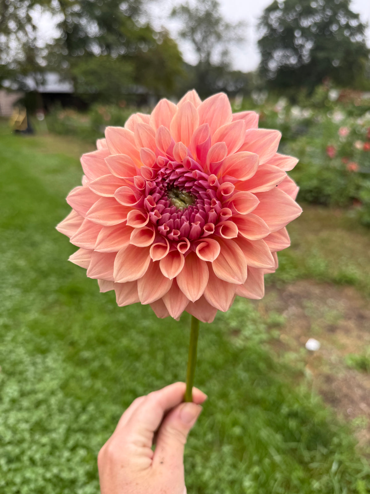 West Coast Dahlia Tuber