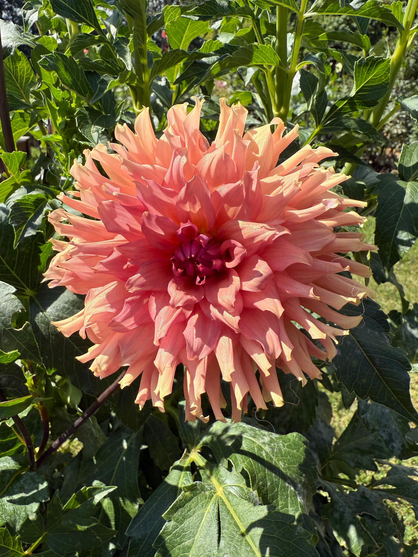 Terracotta Dahlia Tuber