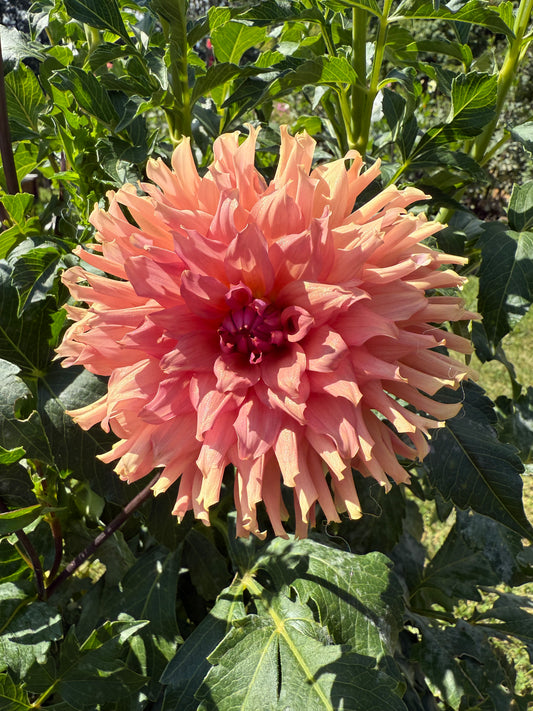Terracotta Dahlia Tuber