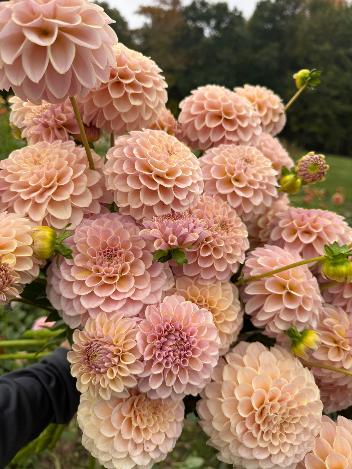 KA's® Cinder Rose Dahlia Tuber