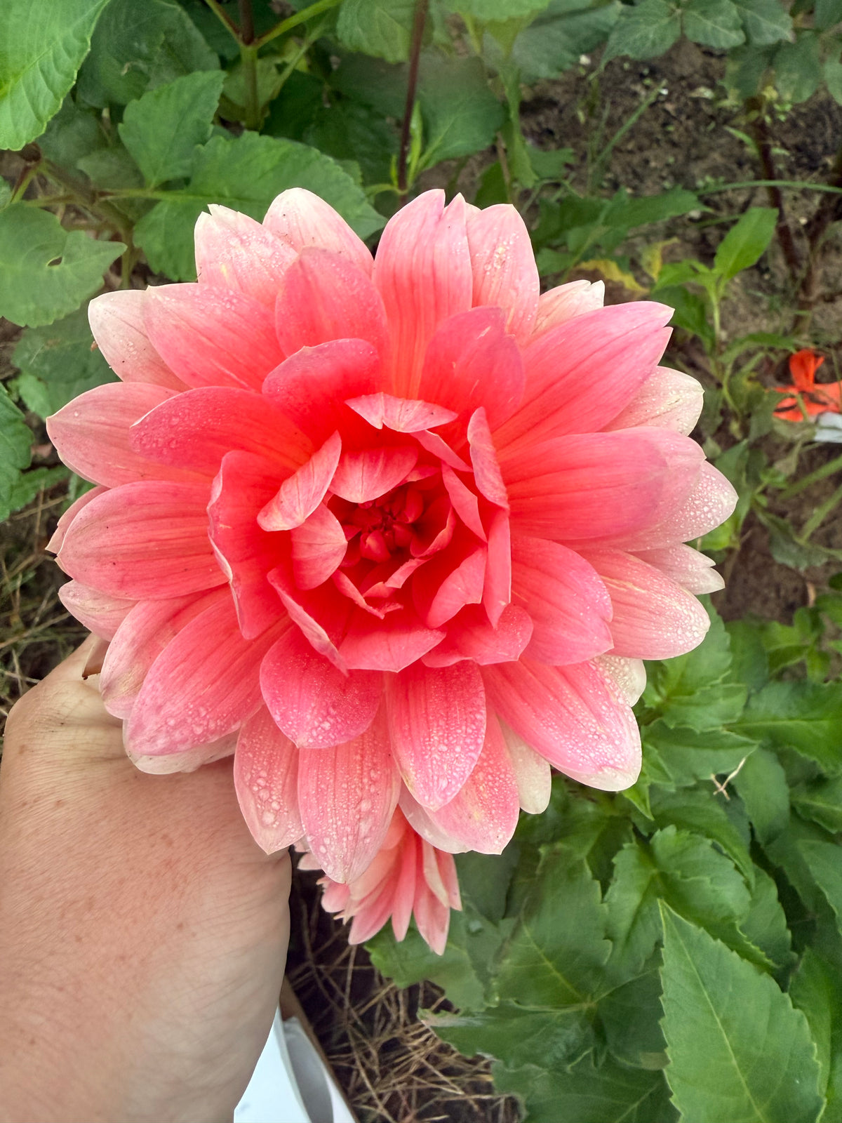 Carolina Wagemans Dahlia Tuber