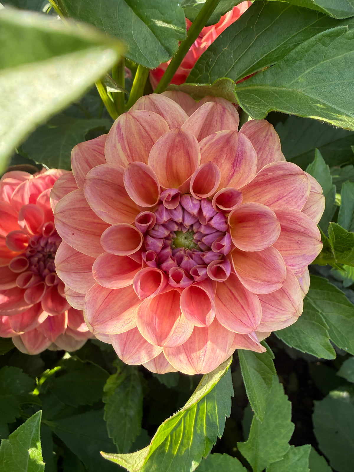 Levi's Caramel Dahlia Tuber