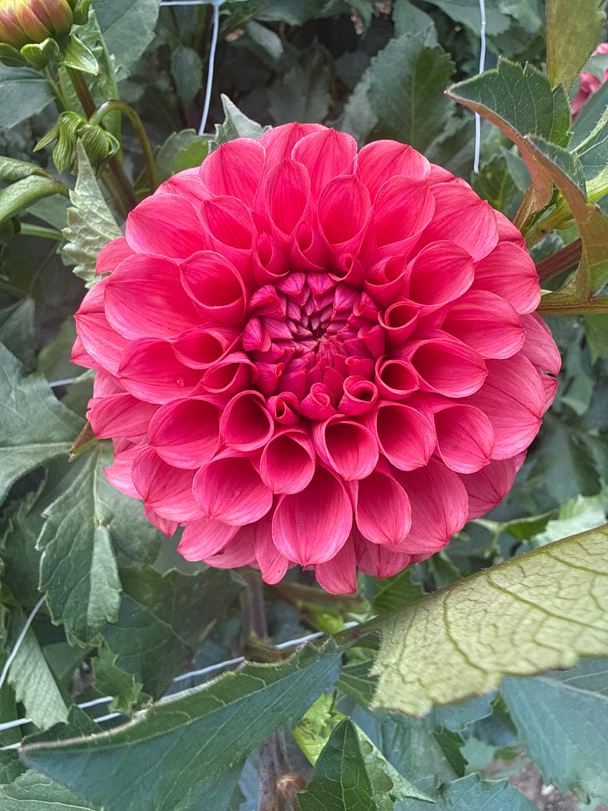 Levi's Kaleidoscope Dahlia Tuber