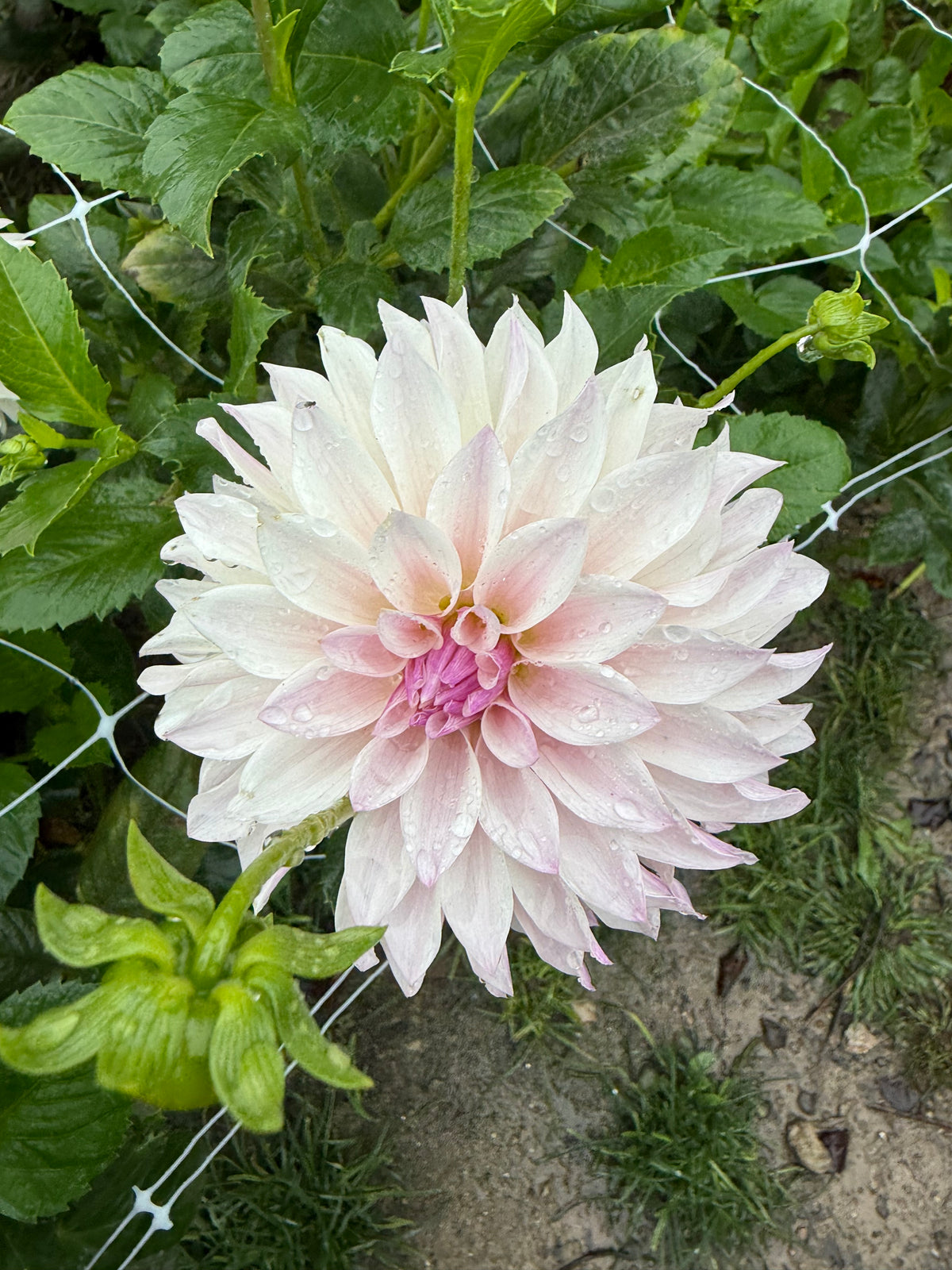Bloomquist Compare Dahlia Tuber