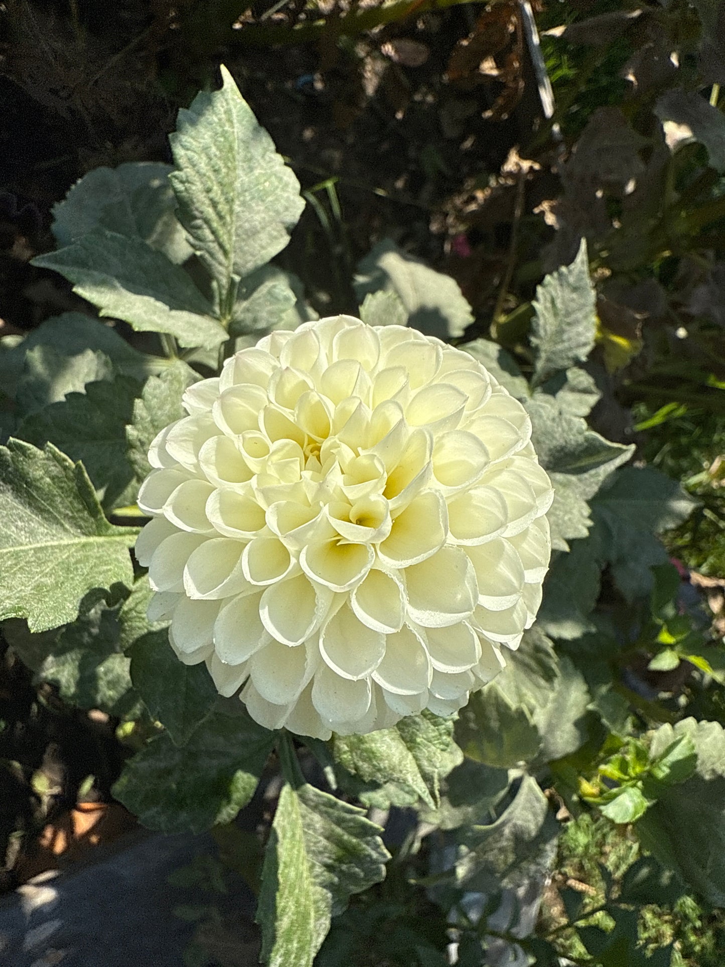 White Nettie Dahlia Tuber