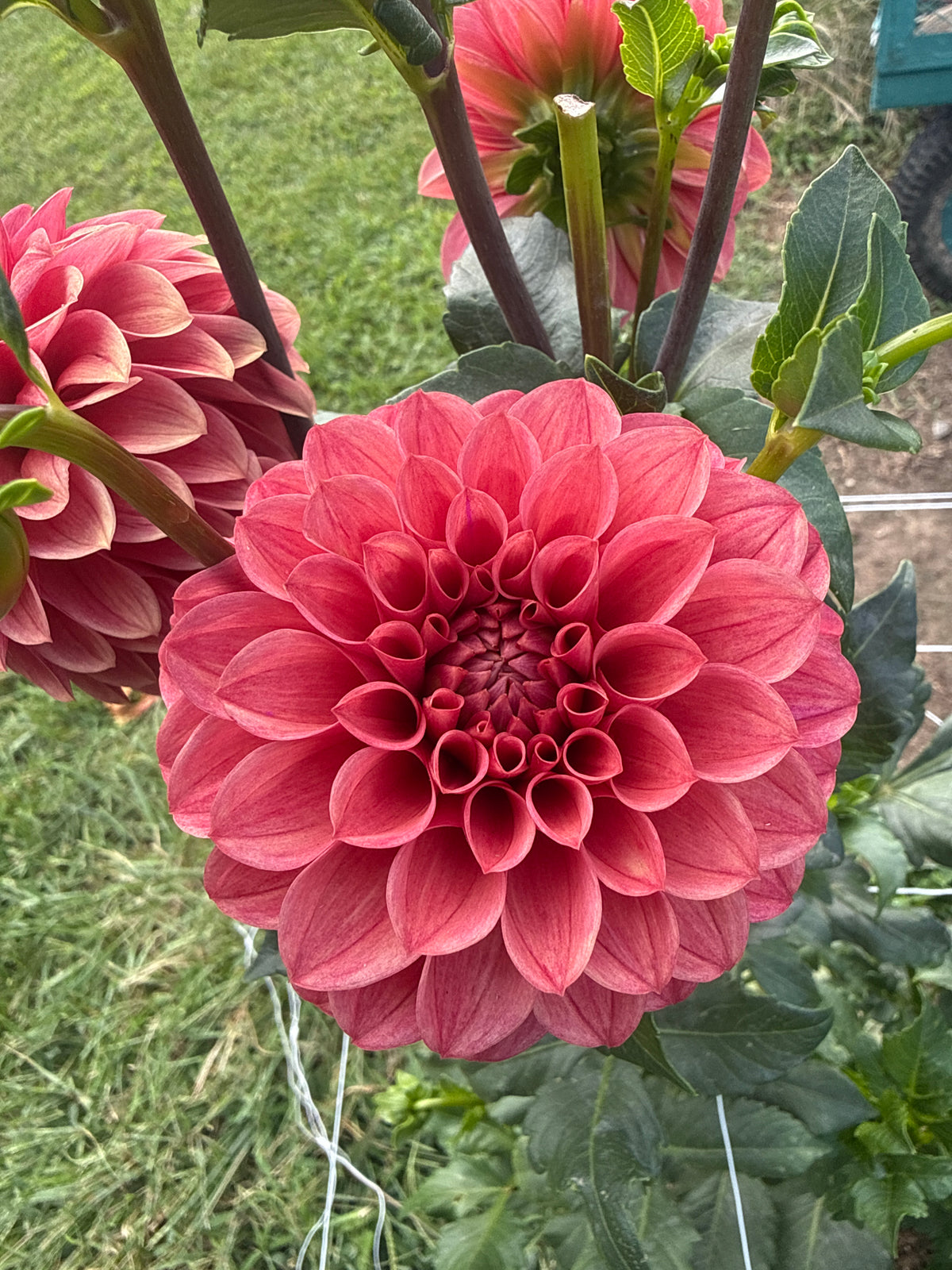 Levi's Melon Dahlia Tuber