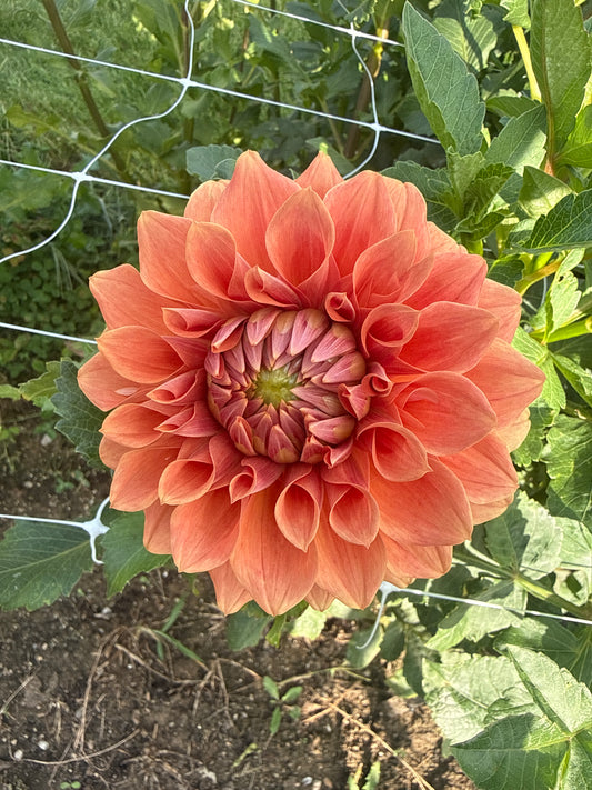 Hy Patti Dahlia Tuber