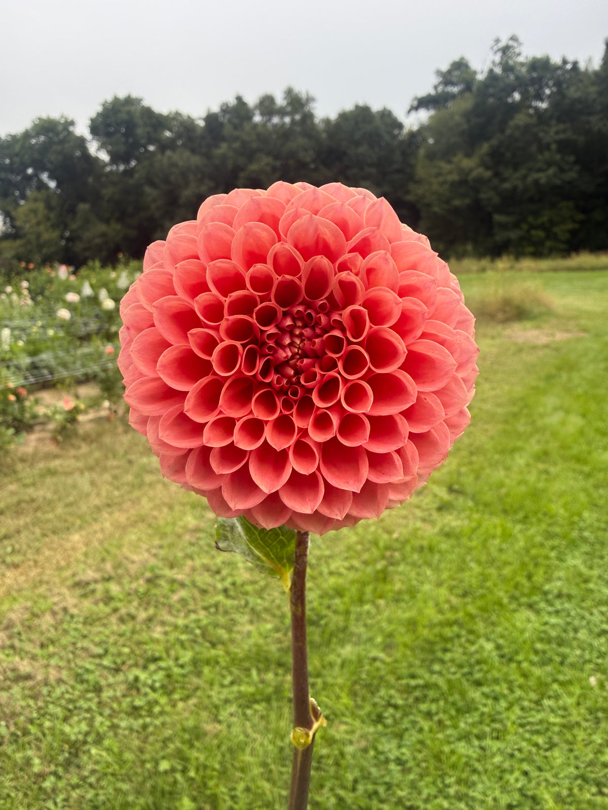 Crazy 4 Wylie Quinn Dahlia Tuber