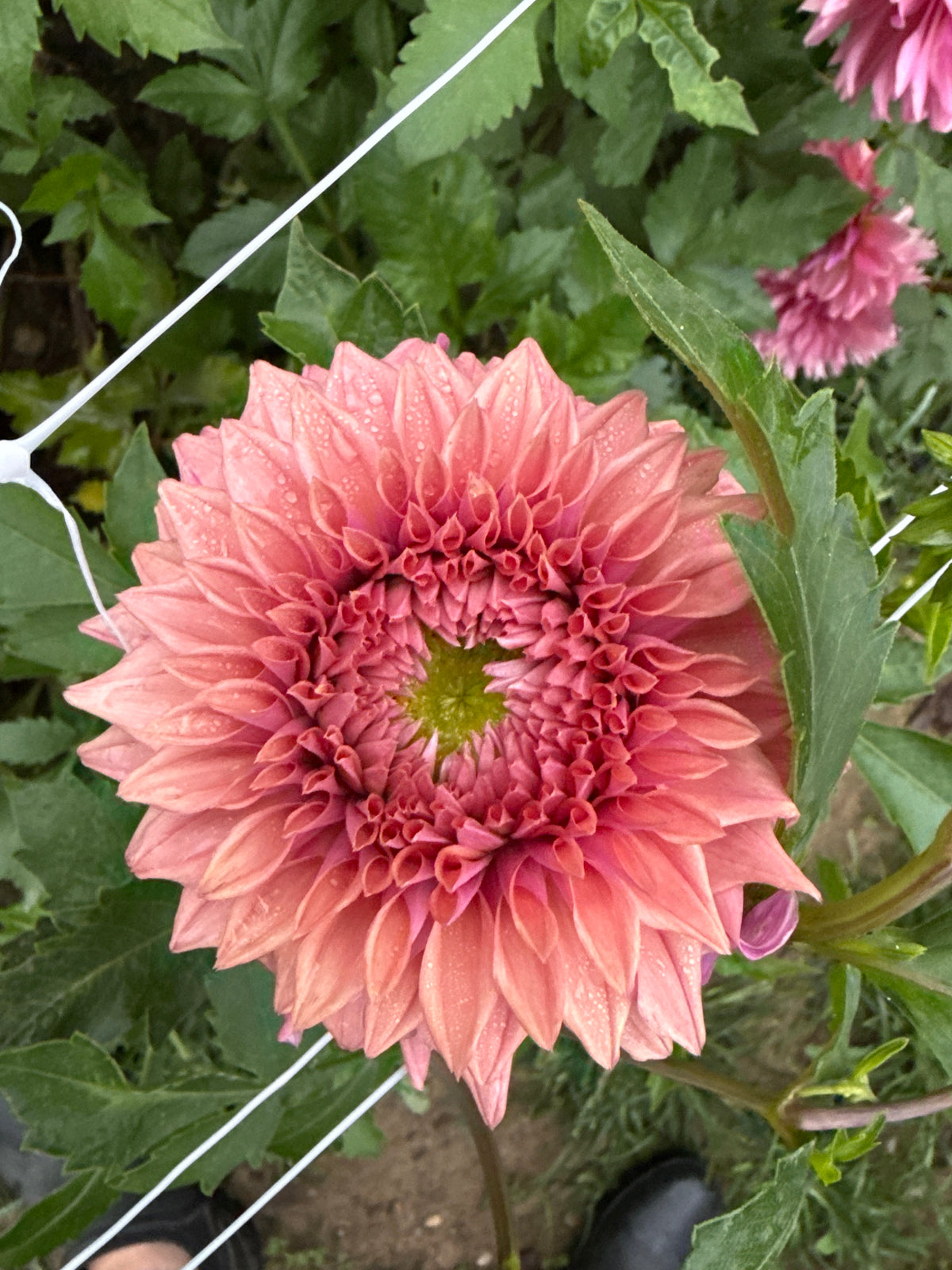 Lee's Swiss Miss Dahlia Tuber