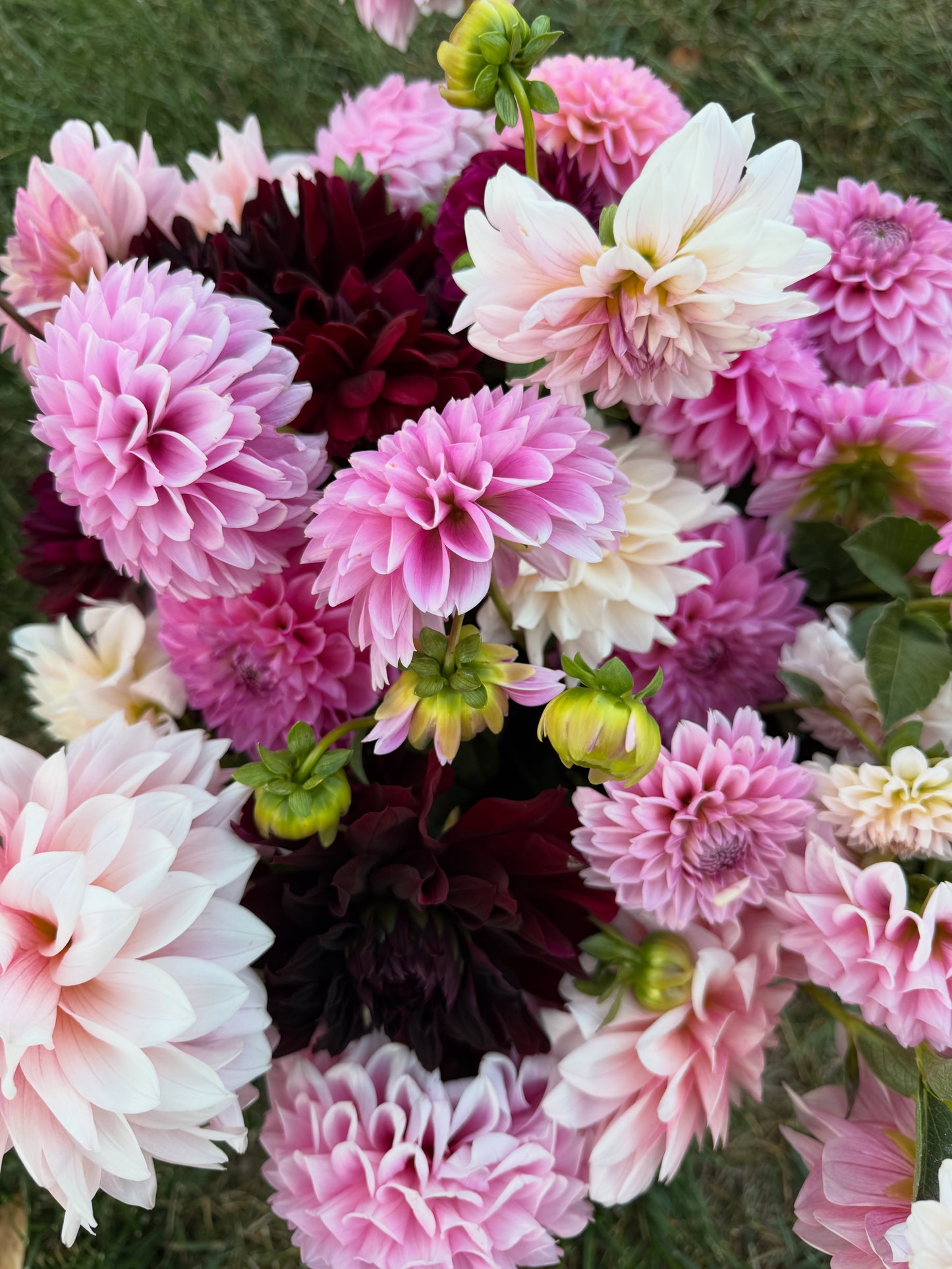NO ID: Bright Pink Dahlia Tuber (SF)