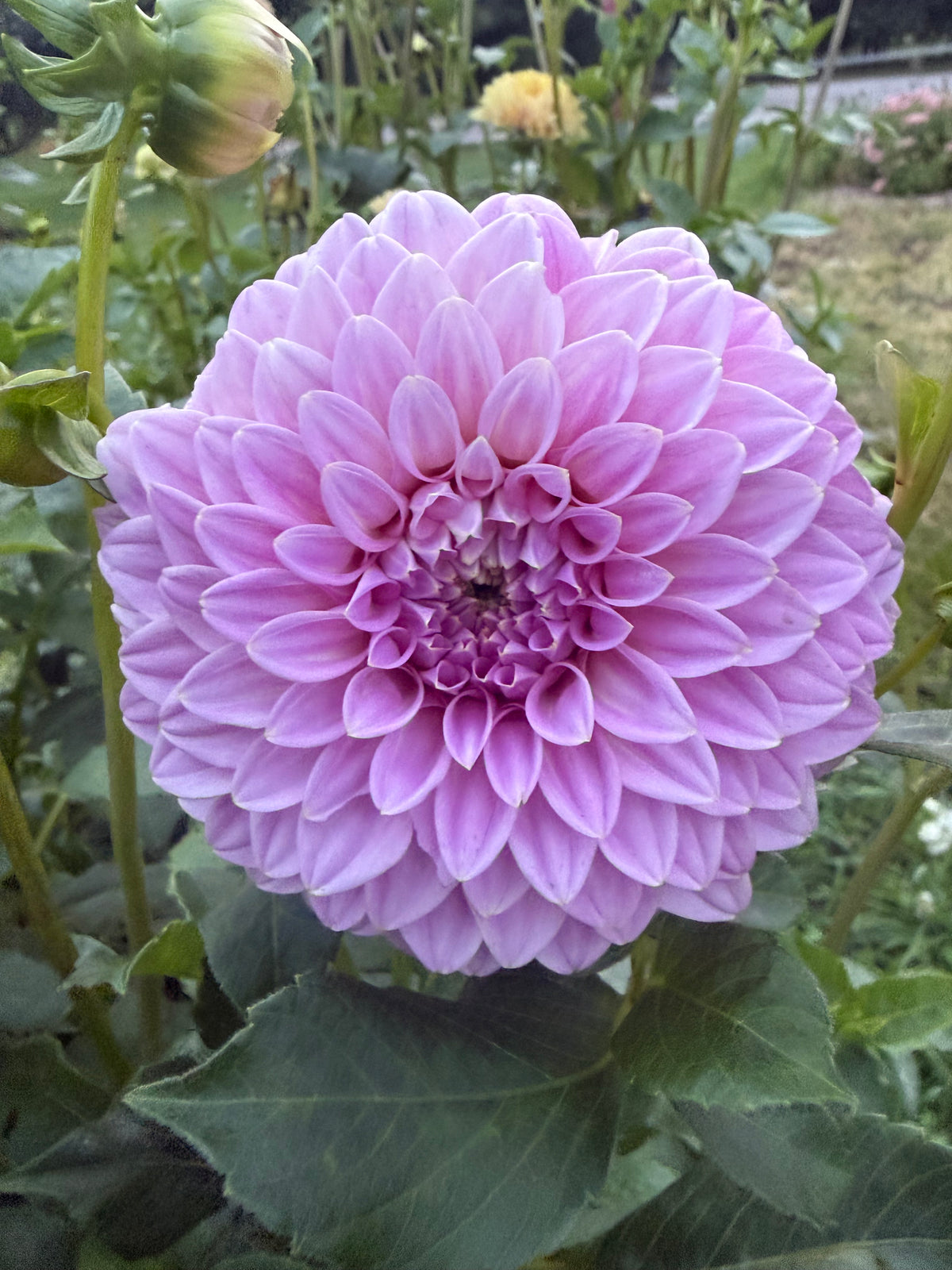 Bracken Sequel Dahlia Tuber