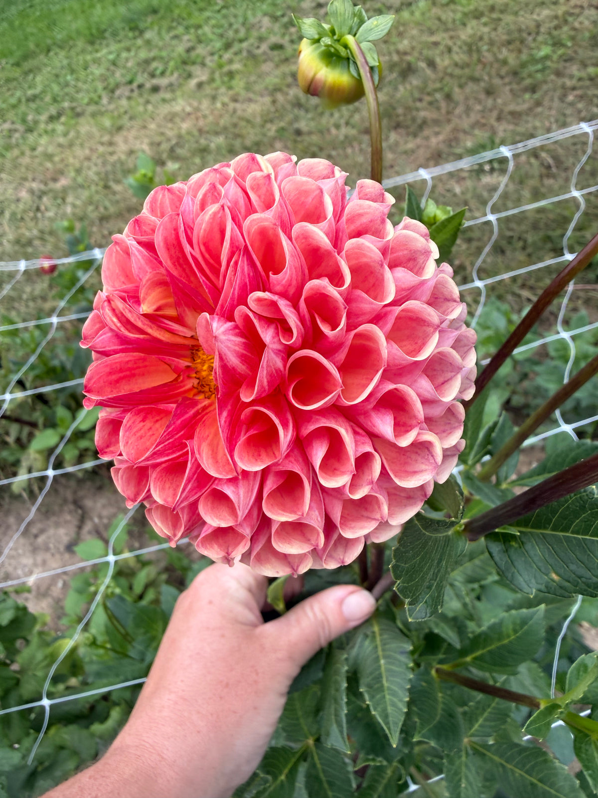 Burfoot Pasta Dahlia Tuber
