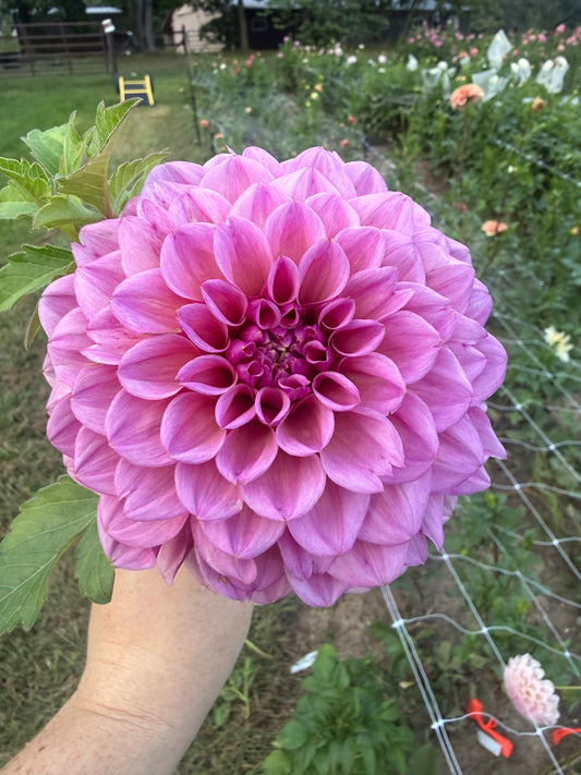 RM Berry Kiss Dahlia Tuber