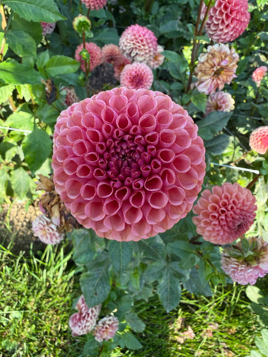 Ferncliff Rusty Dahlia Tuber