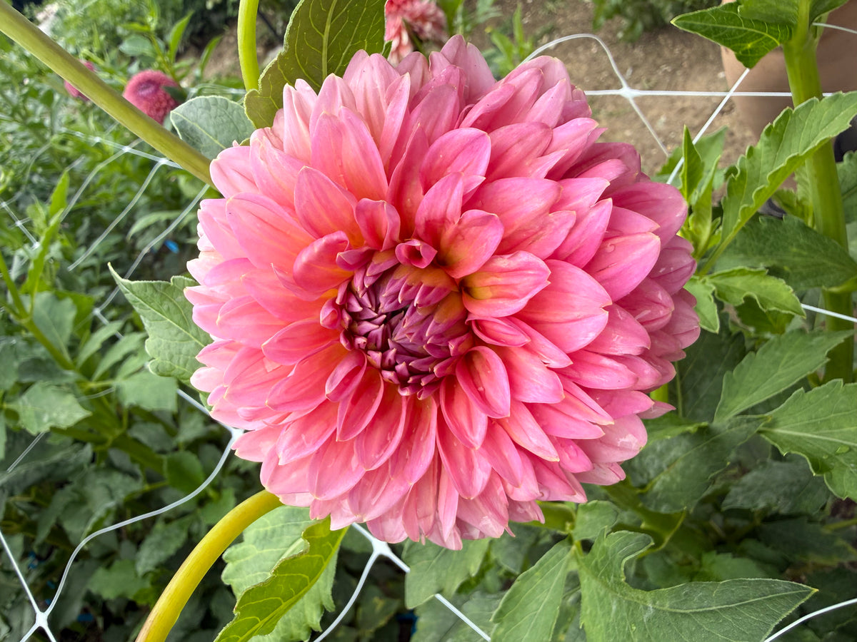 Pink Runner Dahlia Tuber