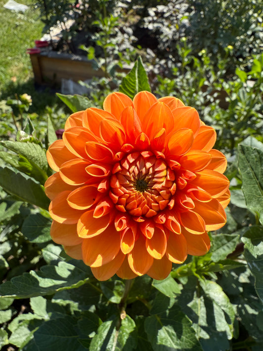 Jomanda Dahlia Tuber