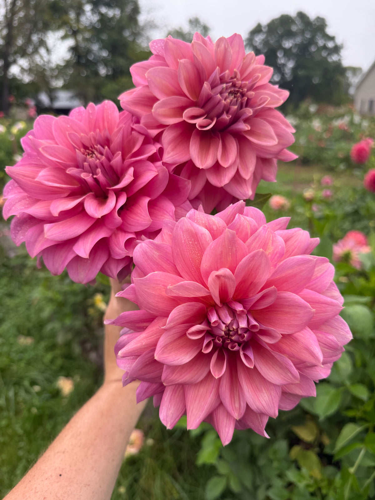 Lileah Caramel Rose Dahlia Tuber