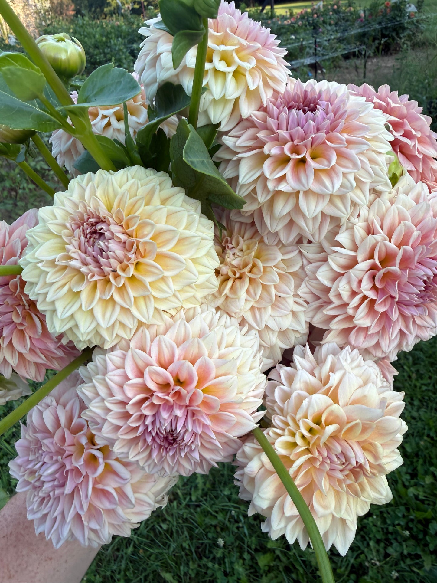 RM Summer Haze Dahlia Tuber