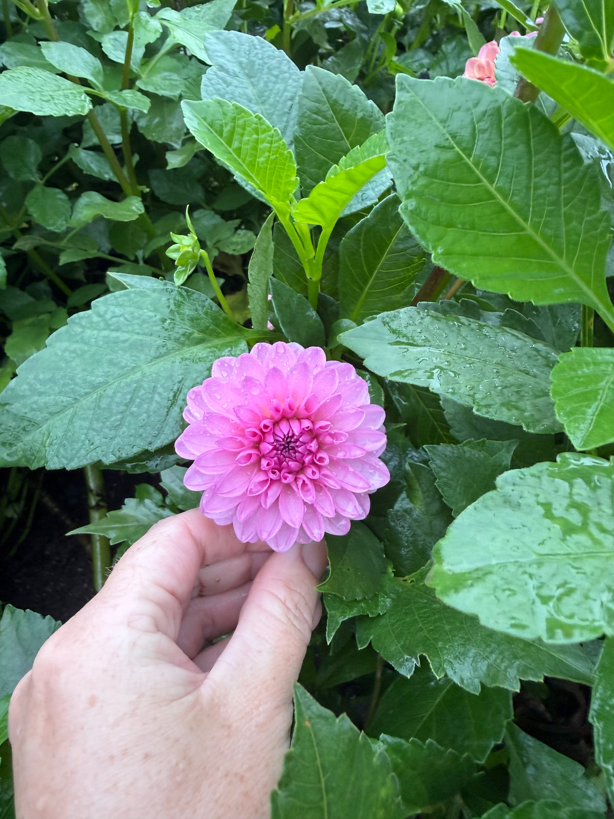 Burfoot Lola Dahlia Tuber