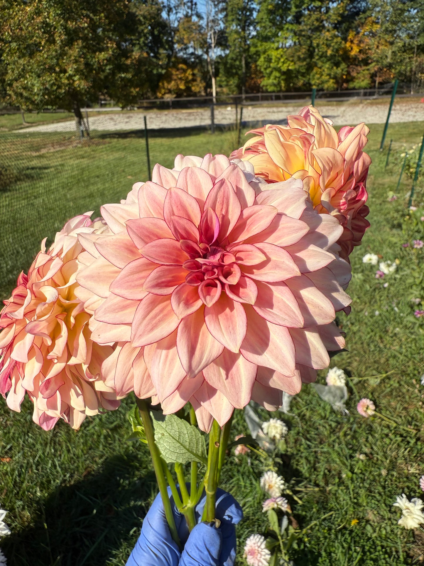 KA's® Mocha Katie Dahlia Tuber