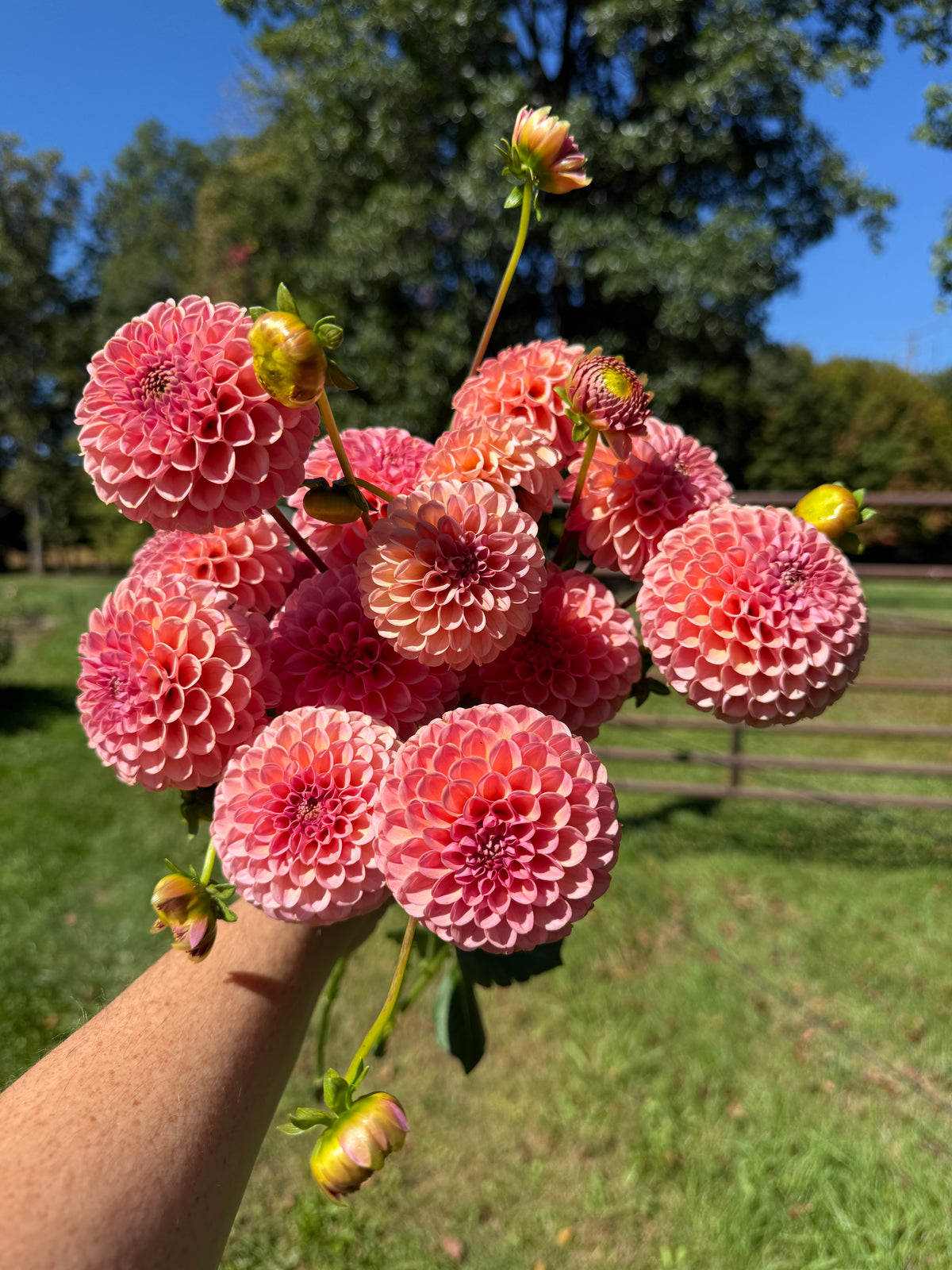 KA's® Boho Rose Dahlia Tuber