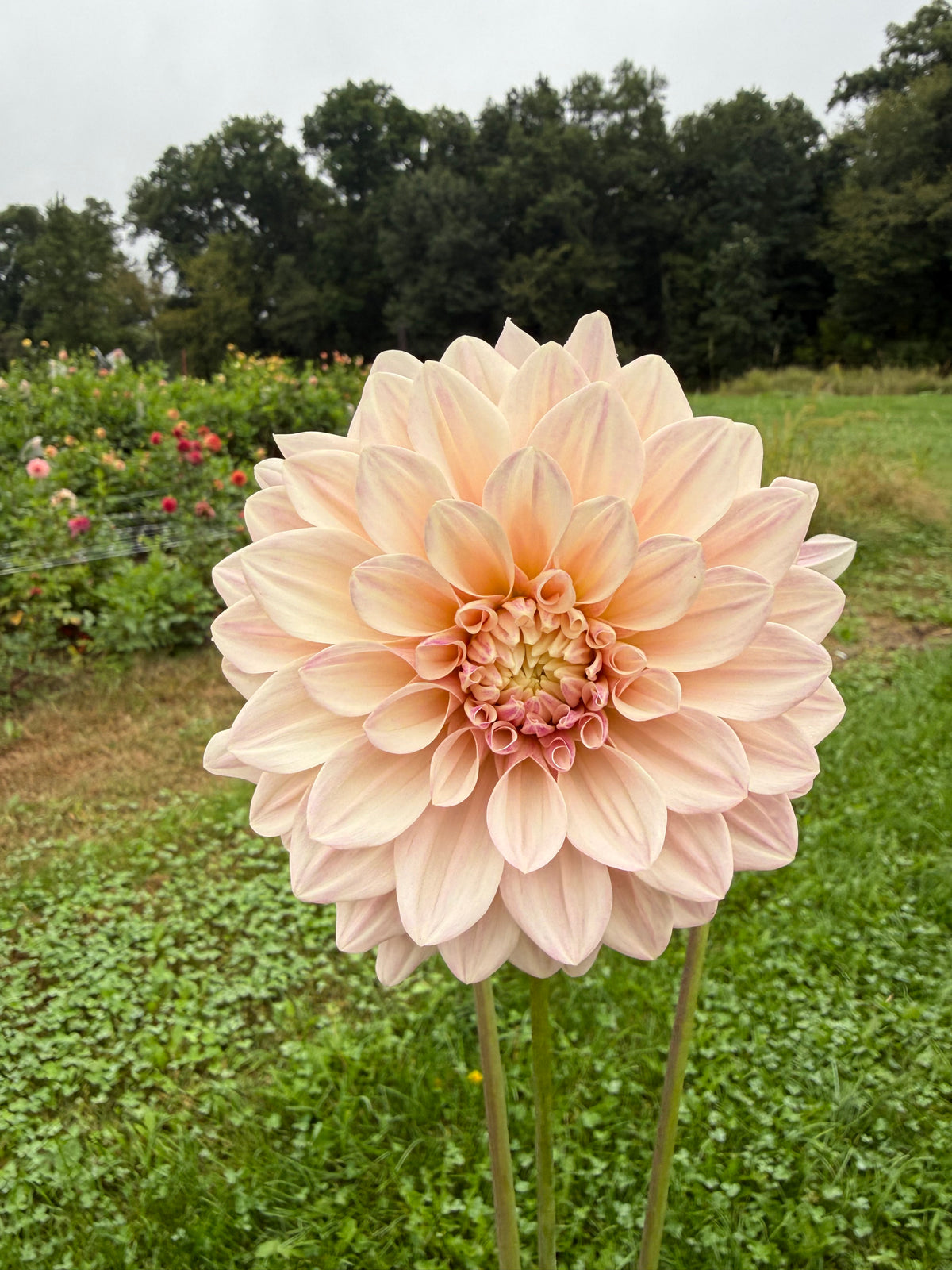 Florelie Antique Dahlia Tuber