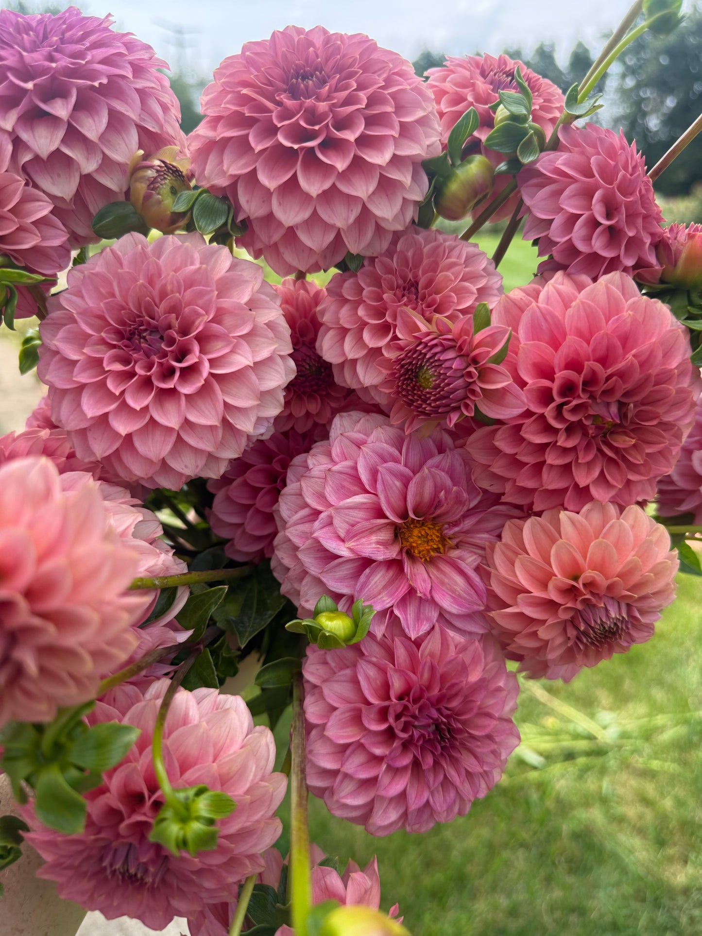 KA's® Keltie Rose Dahlia Tuber
