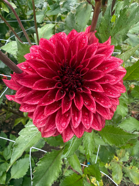 RM Dragon's Blood Dahlia Tuber