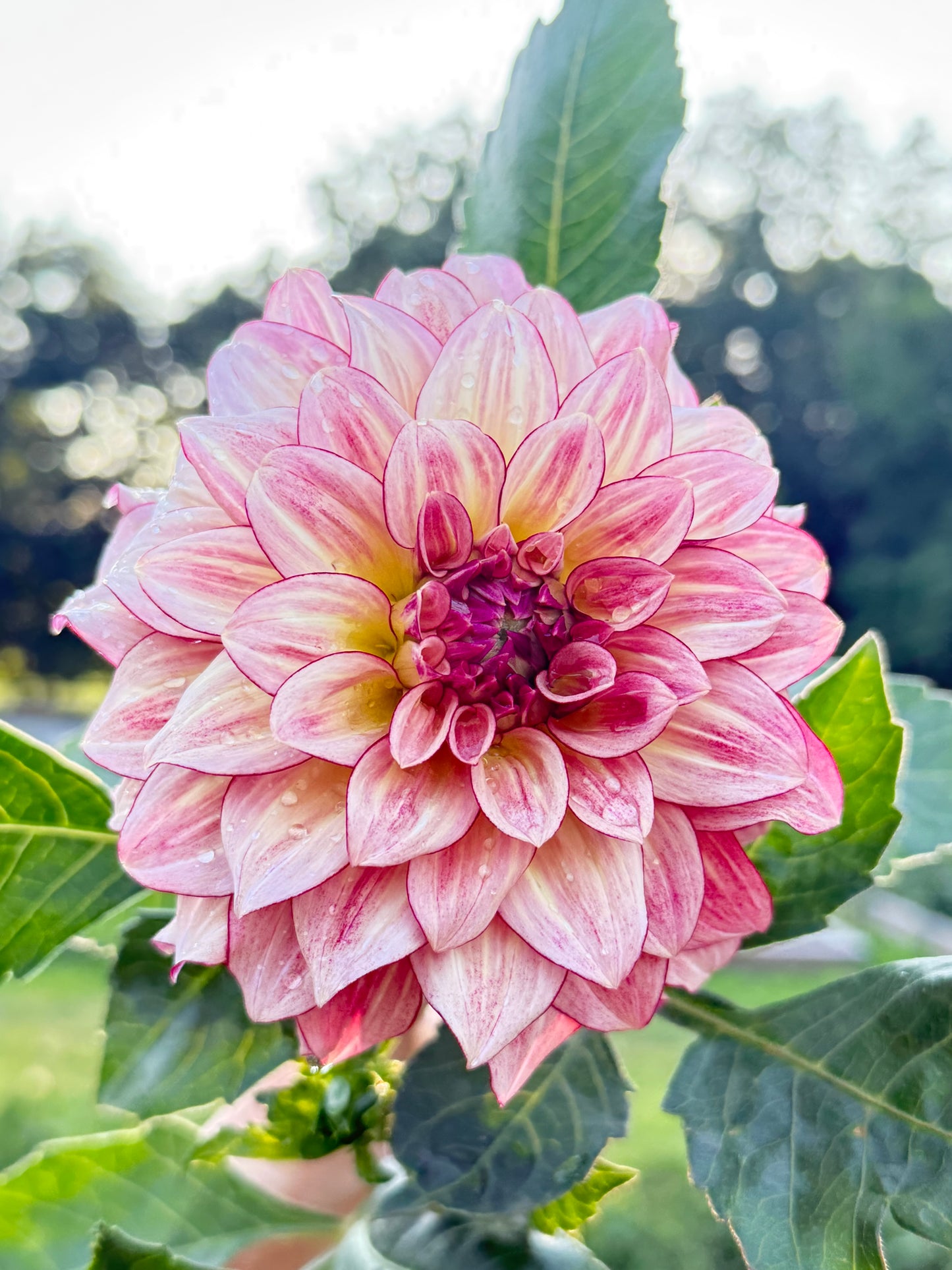 KA's® Mocha Katie Dahlia Tuber