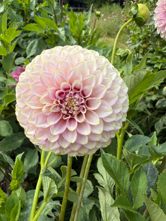 Florelie Oracle Dahlia Tuber