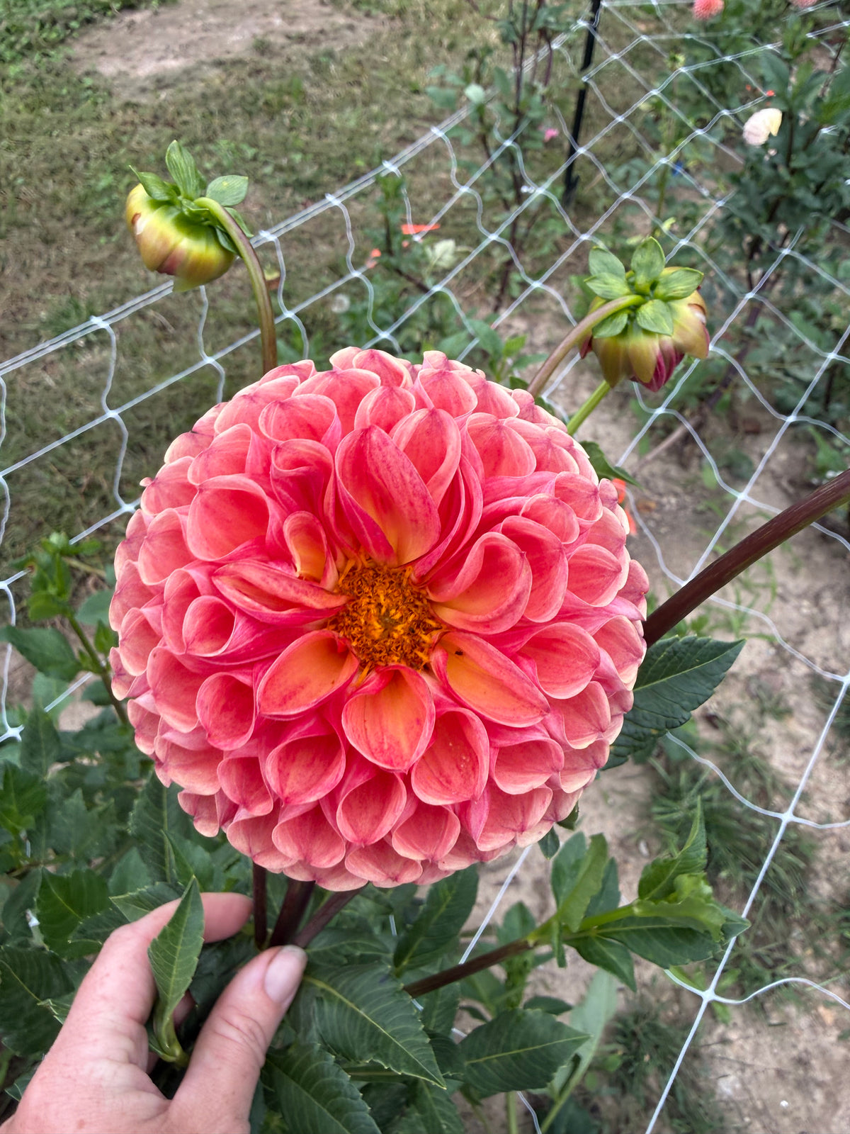 Burfoot Pasta Dahlia Tuber