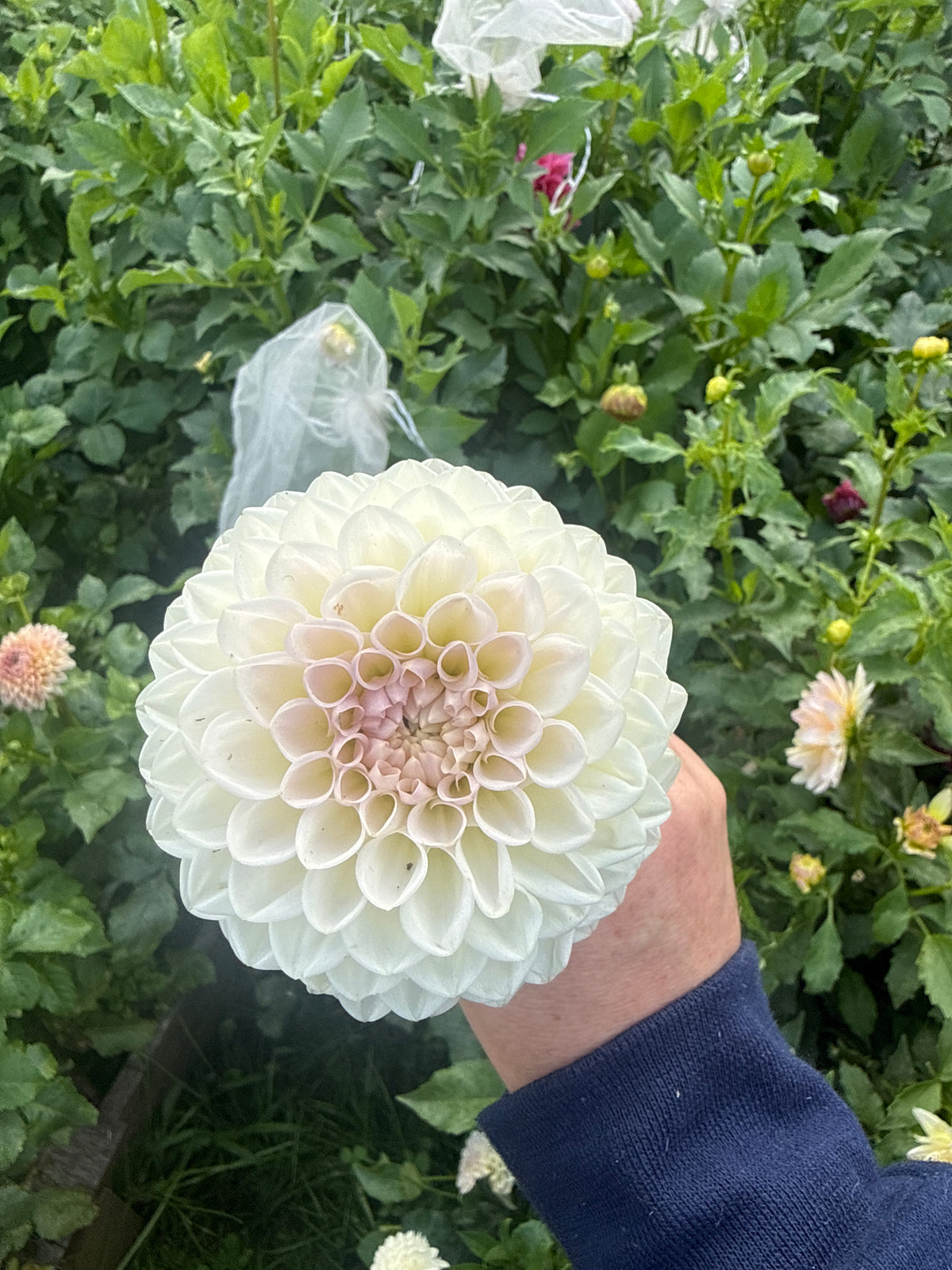 Formby Pearl Dahlia Tuber