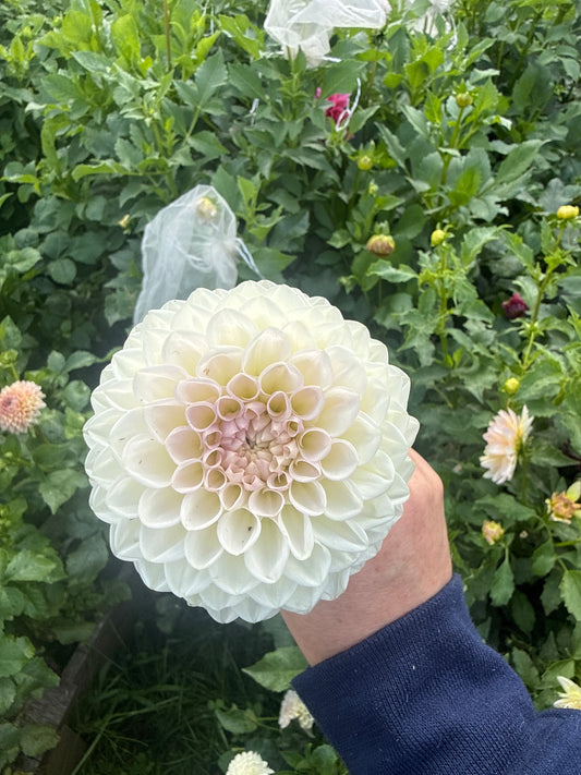 Formby Pearl Dahlia Tuber