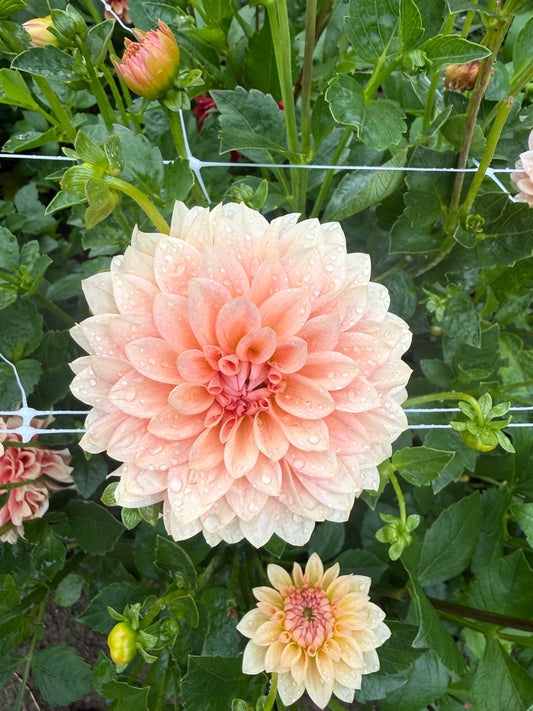 RM Peachy Pink Dahlia Tuber