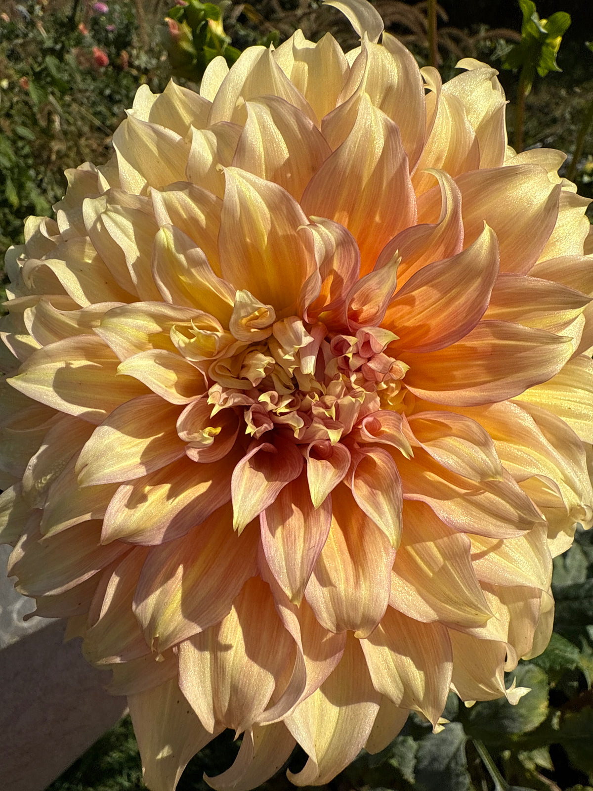 Summer Rain Dahlia Tuber