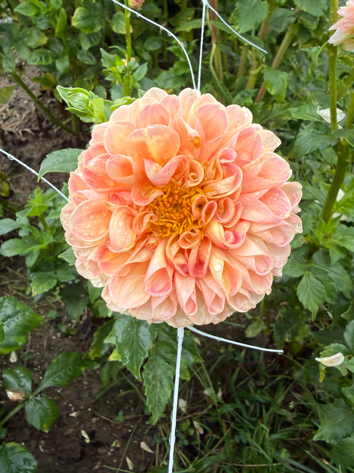 Crichton Honey Dahlia Tuber