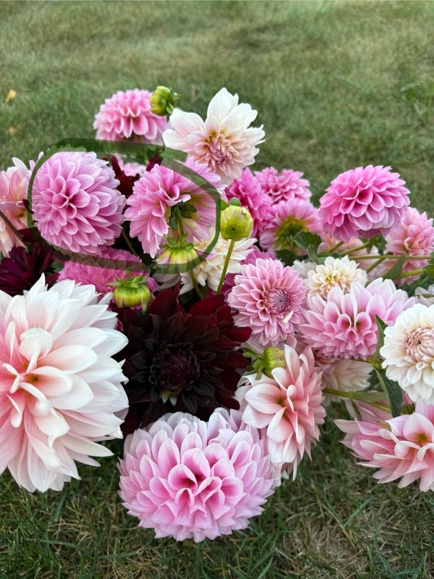 NO ID: Bright Pink Dahlia Tuber (SF)