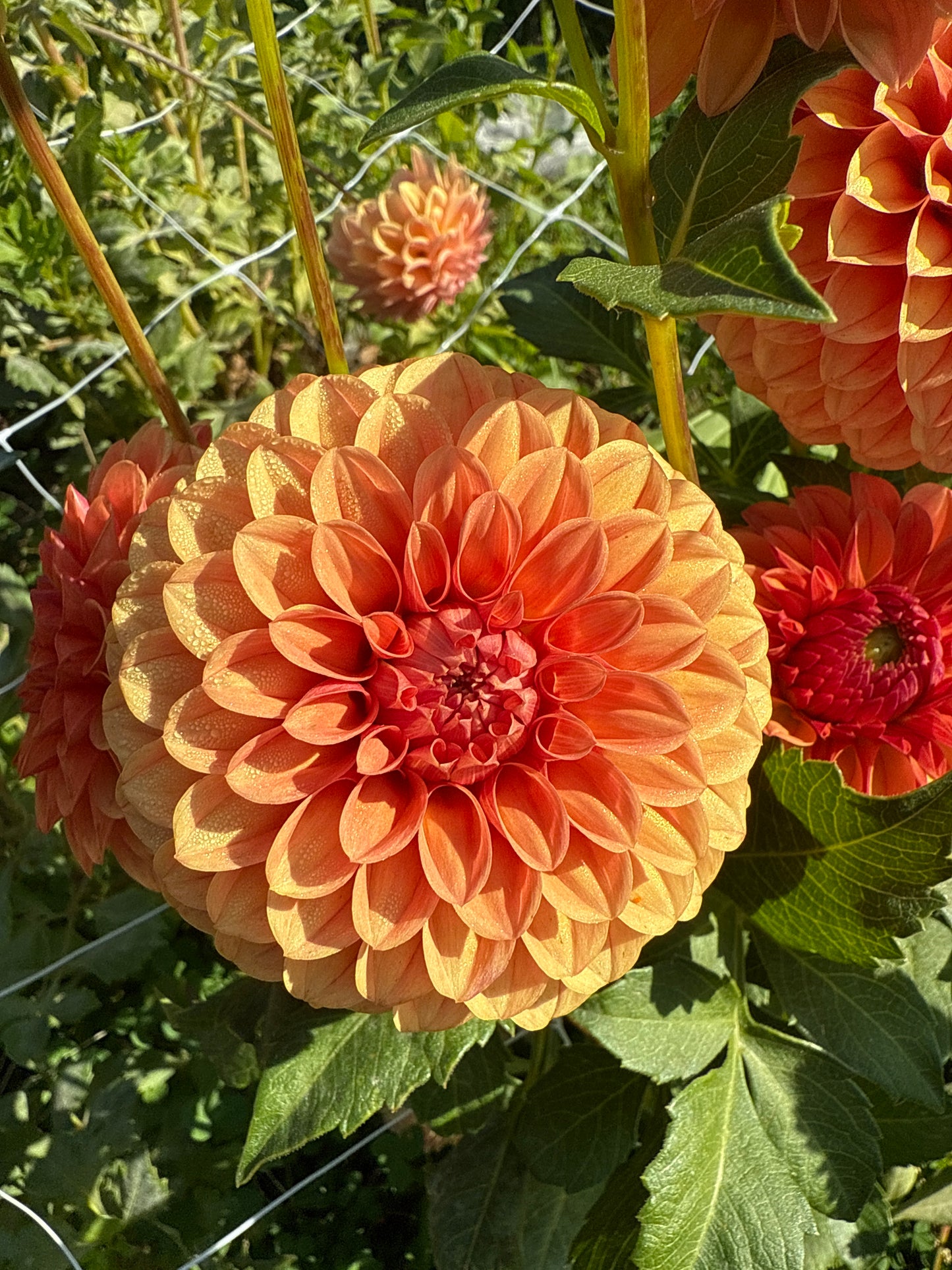 KA's® Blood Orange Dahlia Tuber