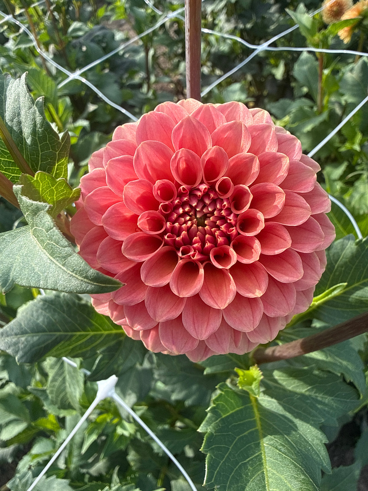 Rose Toscano Dahlia Tuber