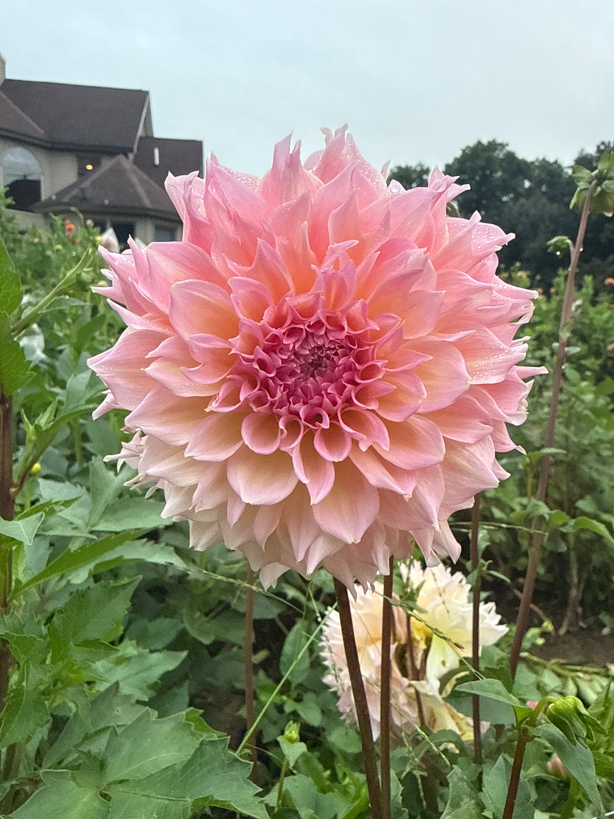 Lee's Pink Grapefruit Dahlia Tuber