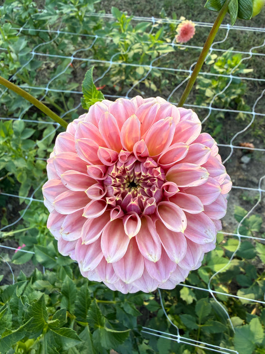 RM Pixie Dust Dahlia Tuber