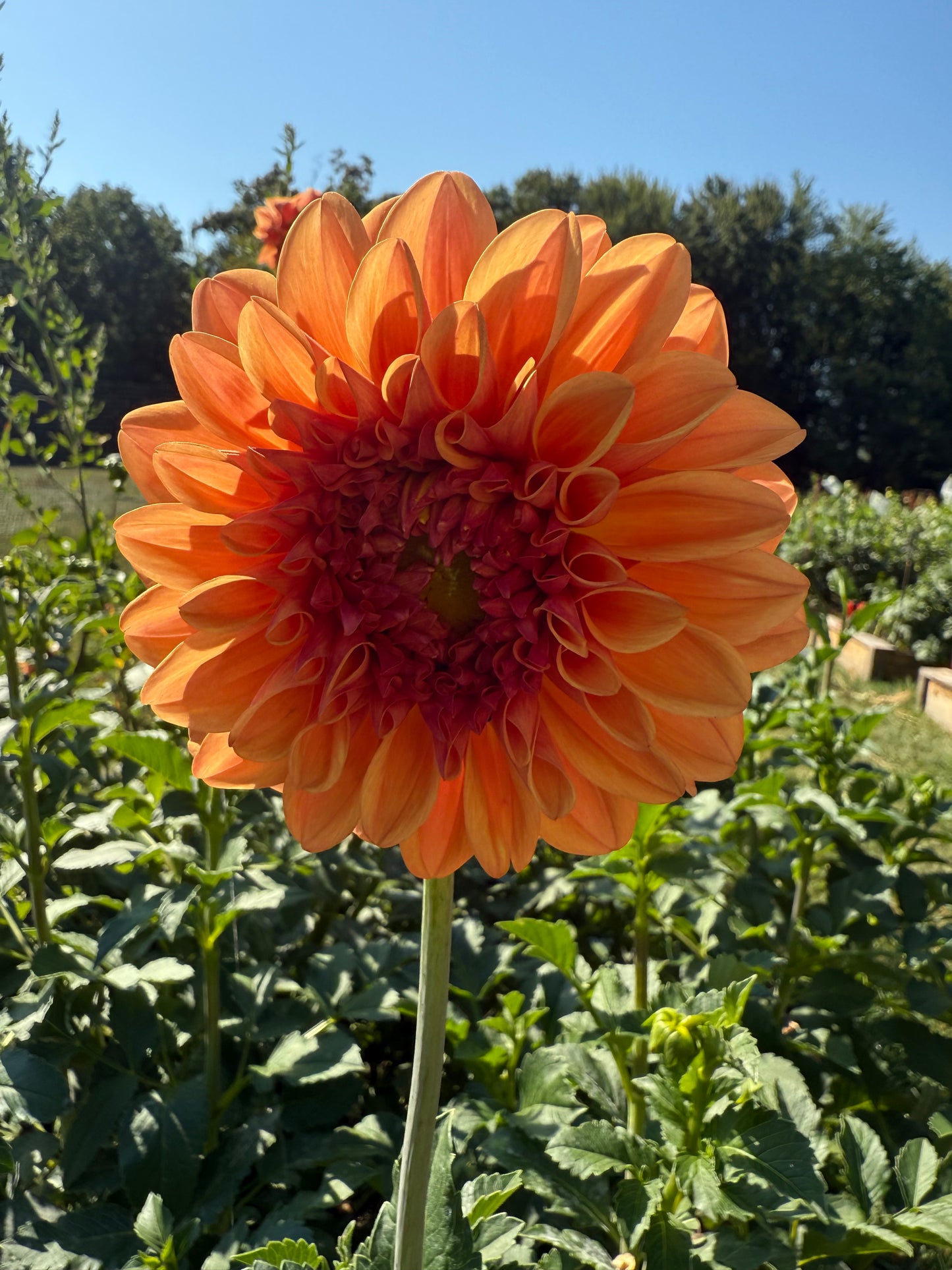 Ferncliff Copper Dahlia Tuber