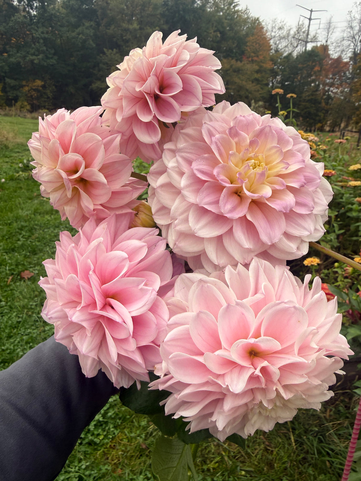 KA's® Novella Rose Dahlia Tuber