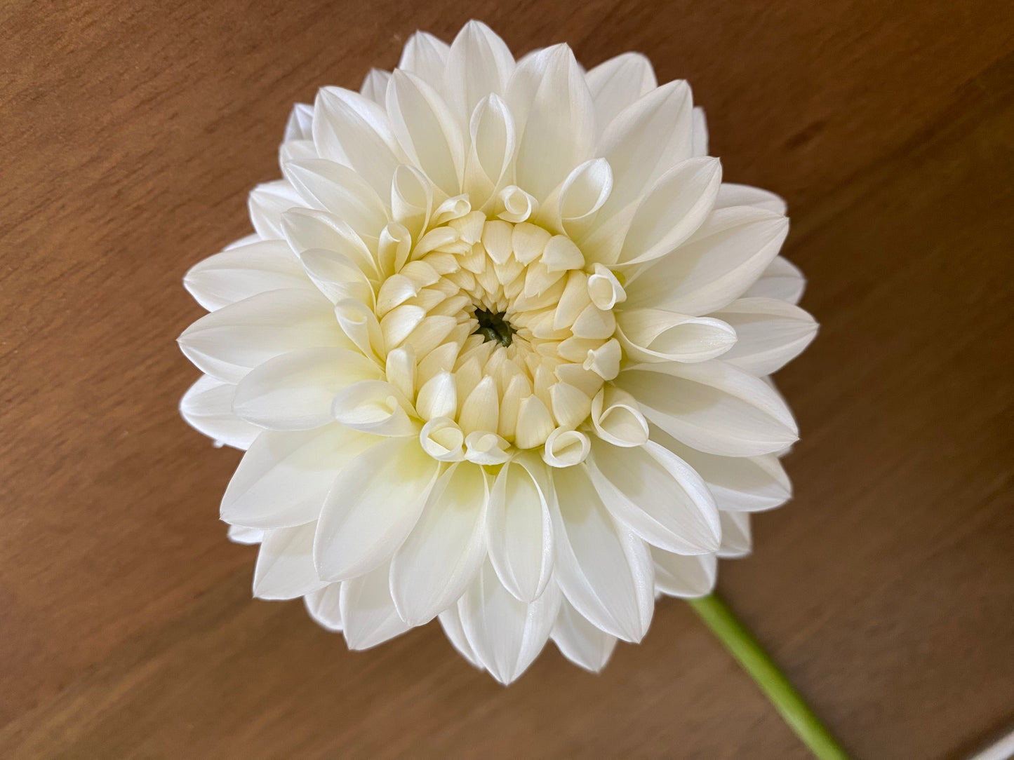 Blizzard Dahlia Tuber