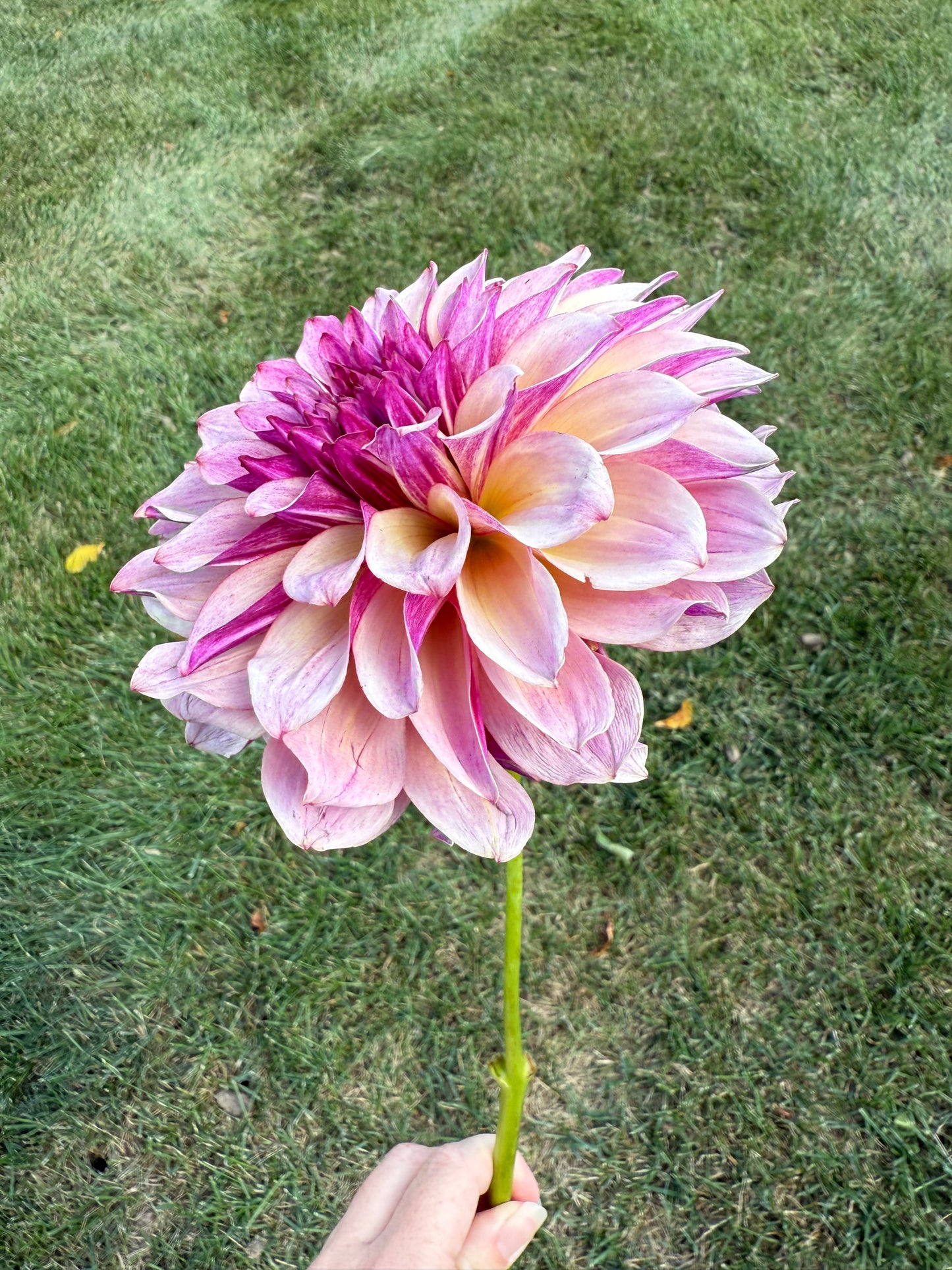 Cafe Mauve Dahlia Tuber