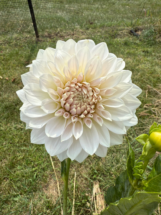 Marryn's Mamawo and Popo Dahlia Tuber