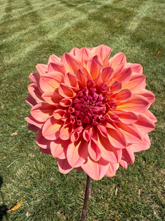 Bloomquist Azalea Dahlia Tuber