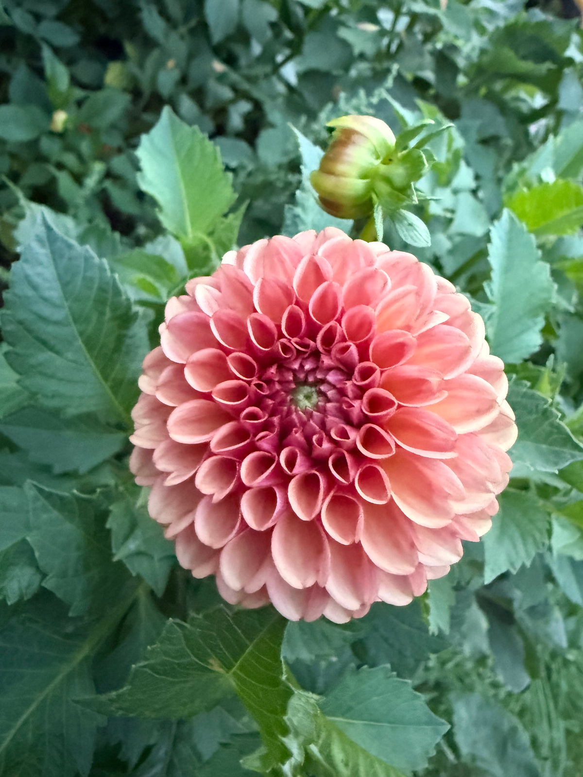 Ferncliff Kathleen Dahlia Tuber
