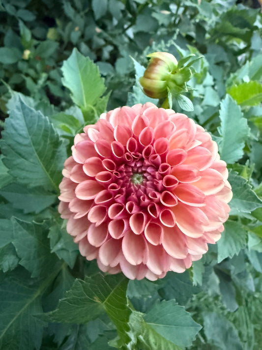 Ferncliff Kathleen Dahlia Tuber